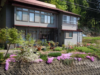 芝桜
